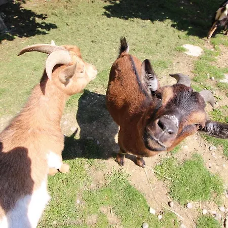 Reblandhof Siebenhaller Appartement